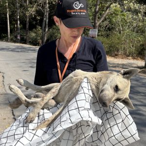 Rescue